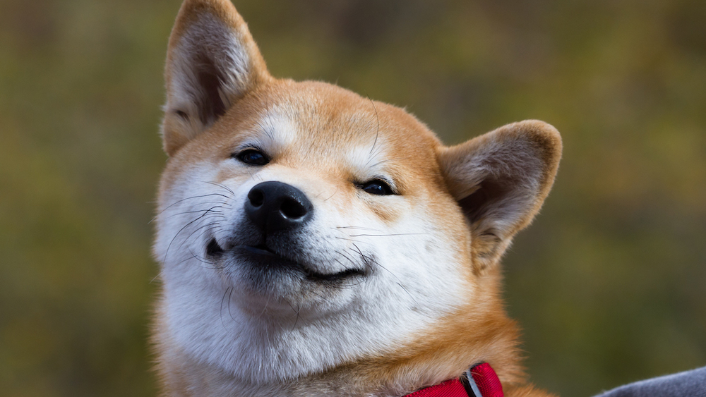 Meme token crypto